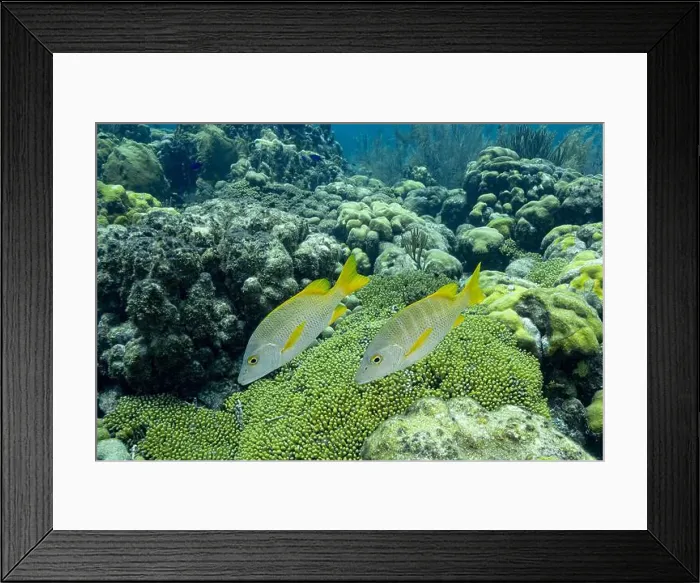 Framed Print : A pair of vibrant Yellowtail Snappers or Ocyurus chrysurus swim above the lush coral reef off the coast of Bonaire Framed Print : A pair of vibrant Yellowtail Snappers or Ocyurus chrysurus swim above the lush coral reef off the coast of Bonaire