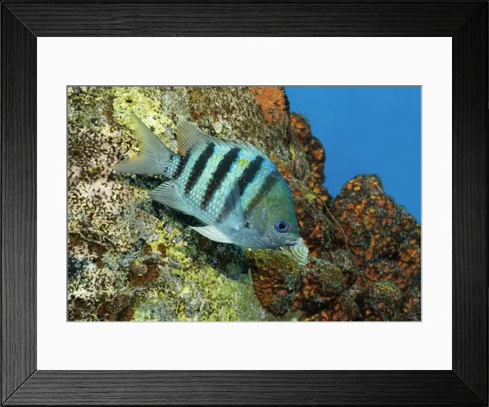 Framed Print : Image of a vibrant Sergeant Major fish, Abudefduf saxatilis, swimming near the coral-covered reefs of Bonaire Framed Print : Image of a vibrant Sergeant Major fish, Abudefduf saxatilis, swimming near the coral-covered reefs of Bonaire