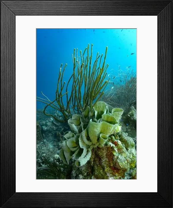 Framed Print : Underwater scenery of a colorful coral reef in Bonaire with diverse coral formations Framed Print : Underwater scenery of a colorful coral reef in Bonaire with diverse coral formations