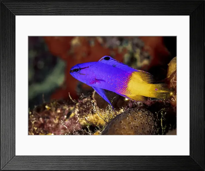 Framed Print : A stunning Gramma loreto, commonly known as a Fairy Basslet Framed Print : A stunning Gramma loreto, commonly known as a Fairy Basslet