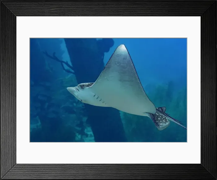 Framed Print : Majestic Aetobatus ocellatus, commonly known as the spotted eagle ray Framed Print : Majestic Aetobatus ocellatus, commonly known as the spotted eagle ray