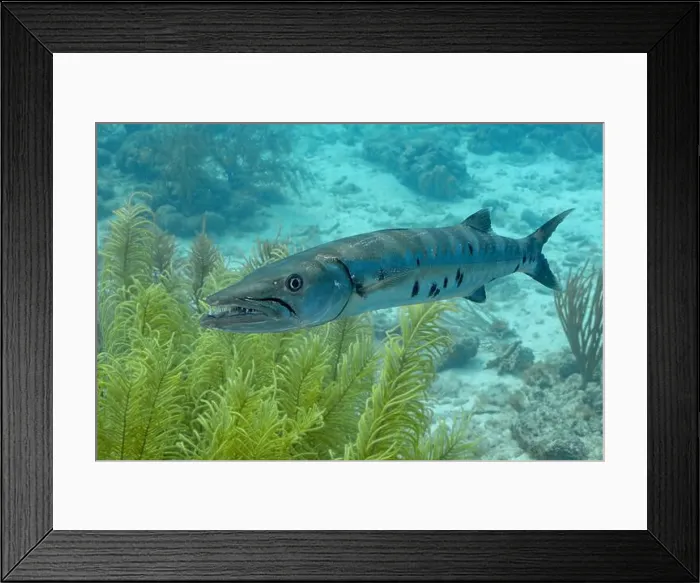 Framed Print : A Sphyraena barracuda swims in the clear blue waters of Bonaire Framed Print : A Sphyraena barracuda swims in the clear blue waters of Bonaire