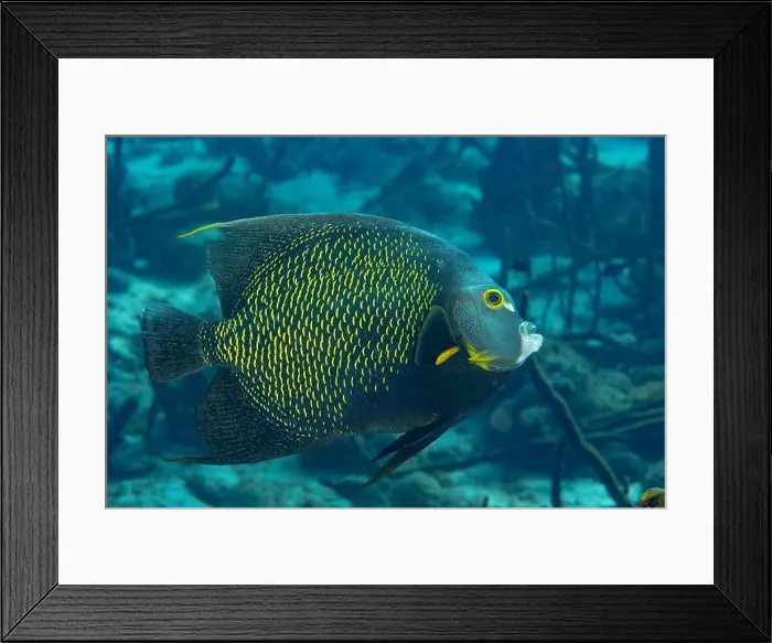 Framed Print : An elegant French Angelfish or Pomacanthus paru glides through the tropical waters of Bonaire Framed Print : An elegant French Angelfish or Pomacanthus paru glides through the tropical waters of Bonaire