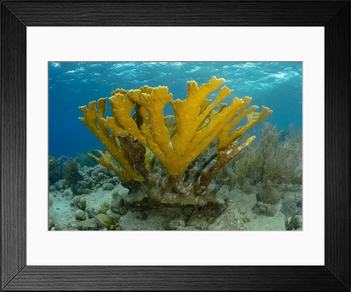 Framed Print : An underwater view of a healthy coral reef teeming with diverse marine life in the clear blue waters near Bonaire Framed Print : An underwater view of a healthy coral reef teeming with diverse marine life in the clear blue waters near Bonaire
