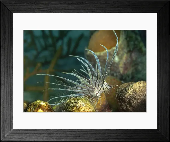 Framed Print : Pterois antennata, commonly known as the Spotfin Lionfish Framed Print : Pterois antennata, commonly known as the Spotfin Lionfish
