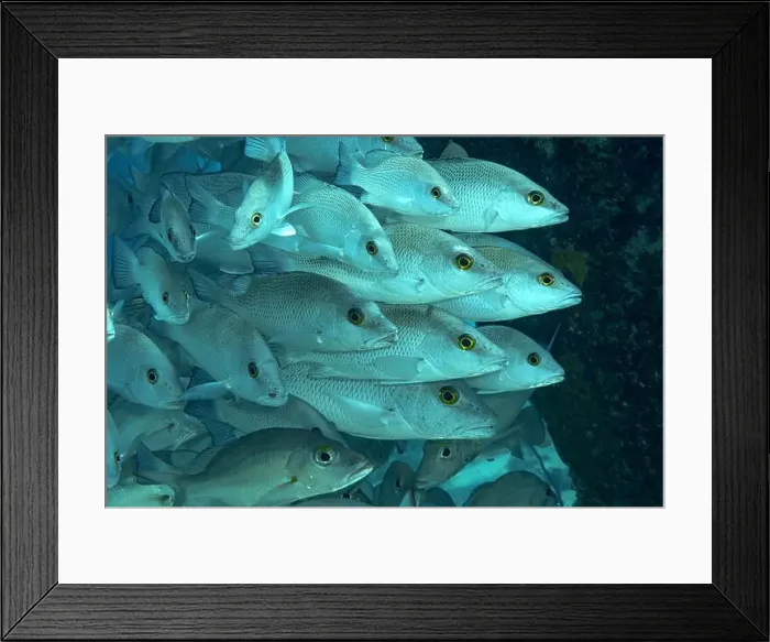 Framed Print : A dense shoal of Lutjanus griseu Framed Print : A dense shoal of Lutjanus griseu