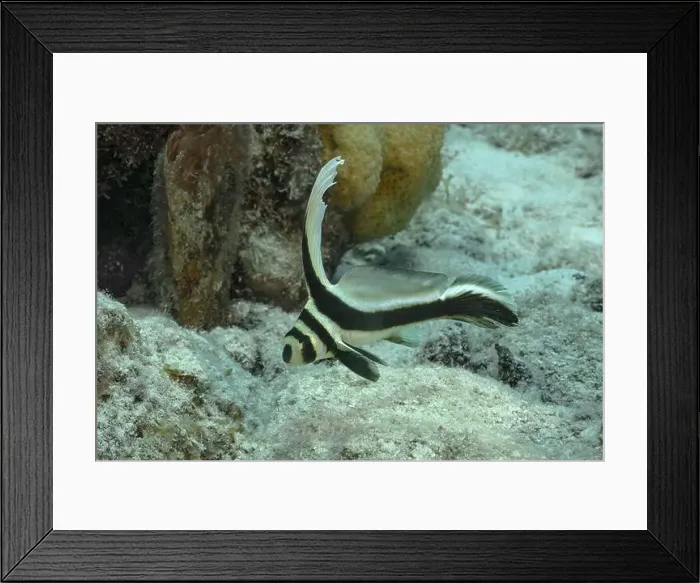 Framed Print : A young Equetus punctatus explores the seabed Framed Print : A young Equetus punctatus explores the seabed
