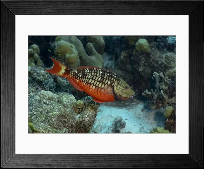 Framed Print : A stunning Stoplight Parrotfish or Sparisoma viride swims among the corals in the clear waters of Bonaire Framed Print : A stunning Stoplight Parrotfish or Sparisoma viride swims among the corals in the clear waters of Bonaire