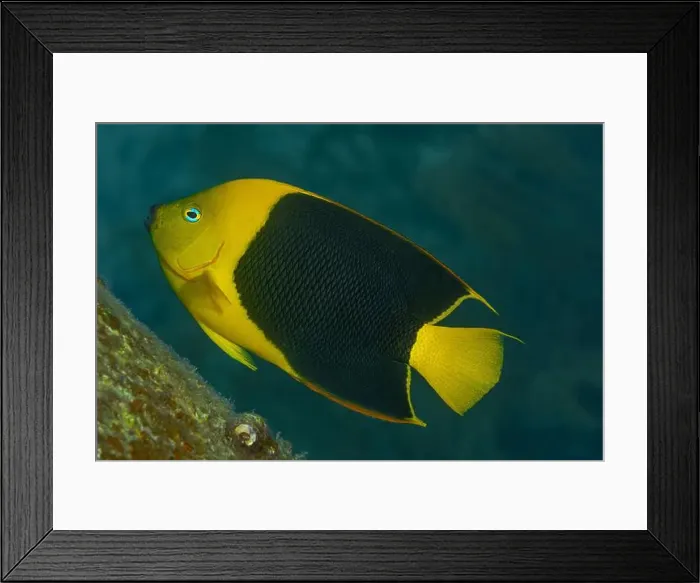 Framed Print : A vibrant Rock Beauty Angelfish or Holacanthus tricolor swims near the coral reefs of Bonaire. or 124 characters Framed Print : A vibrant Rock Beauty Angelfish or Holacanthus tricolor swims near the coral reefs of Bonaire. or 124 characters
