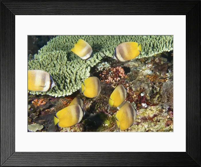 Framed Print : Shoal of yellow butterflyfish, Sunburst Butterflyfish (Chaetodon kleinii) Framed Print : Shoal of yellow butterflyfish, Sunburst Butterflyfish (Chaetodon kleinii)