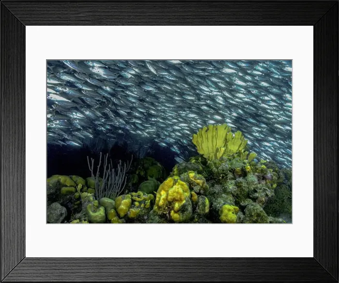 Framed Print : Dense aggregation of Jack Mackerel or Trachurus murphyi swimming above vibrant coral reef in Bonaire's clear waters Framed Print : Dense aggregation of Jack Mackerel or Trachurus murphyi swimming above vibrant coral reef in Bonaire's clear waters