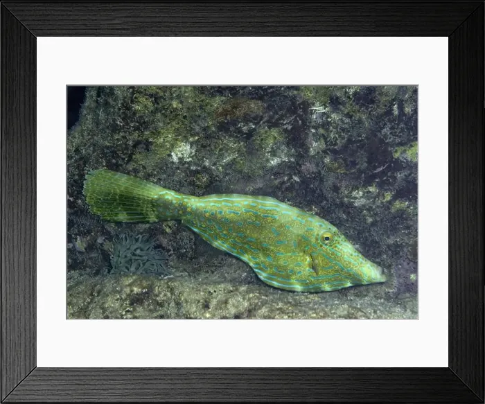 Framed Print : A colorful Aluterus scriptus, known as Scribbled Filefish, camouflages among the coral reef off the coast of Bonaire Framed Print : A colorful Aluterus scriptus, known as Scribbled Filefish, camouflages among the coral reef off the coast of Bonaire