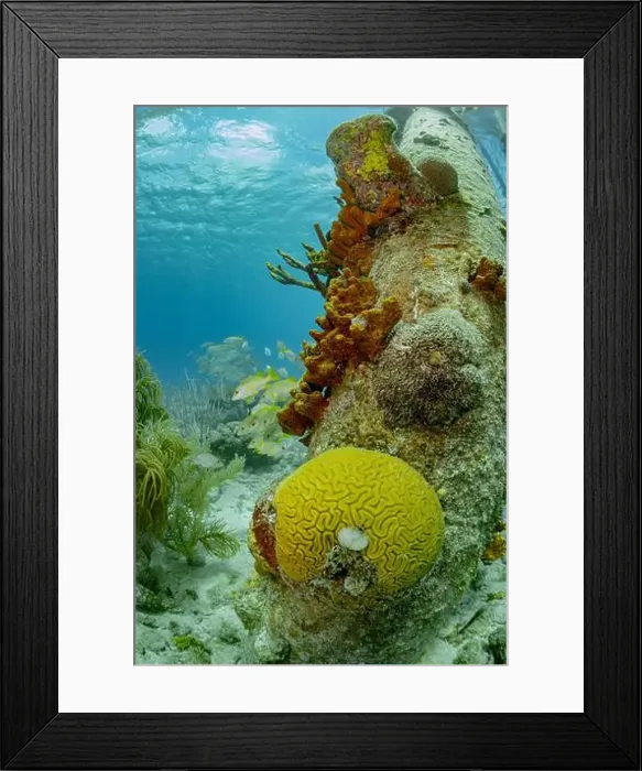 Framed Print : A vibrant underwater scene in Bonaire with yellow brain coral Framed Print : A vibrant underwater scene in Bonaire with yellow brain coral
