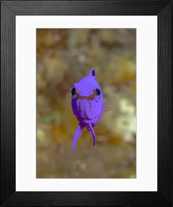Framed Print : Close-up underwater shot of a vibrant Gramma loreto Framed Print : Close-up underwater shot of a vibrant Gramma loreto