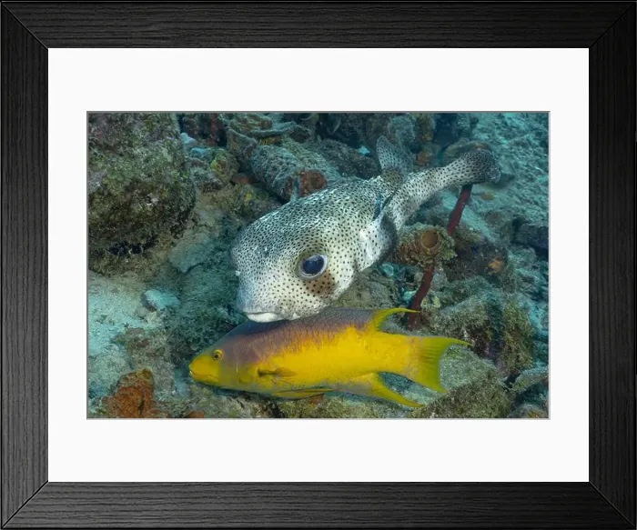 Framed Print : A spot-fin porcupinefish or Diodon hystrys Framed Print : A spot-fin porcupinefish or Diodon hystrys
