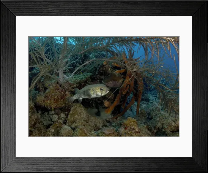 Framed Print : A Diodon hystryx or spot-fin porcupinefish navigates through a vibrant underwater landscape adorned with soft corals Framed Print : A Diodon hystryx or spot-fin porcupinefish navigates through a vibrant underwater landscape adorned with soft corals