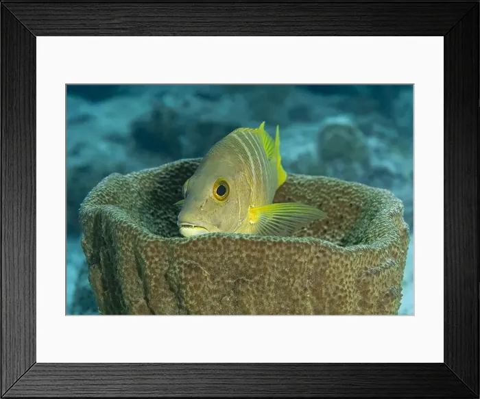 Framed Print : A Lutjanus apodus, commonly known as a schoolmaster snapperr, nestled in a sponge off the coast of Bonaire
