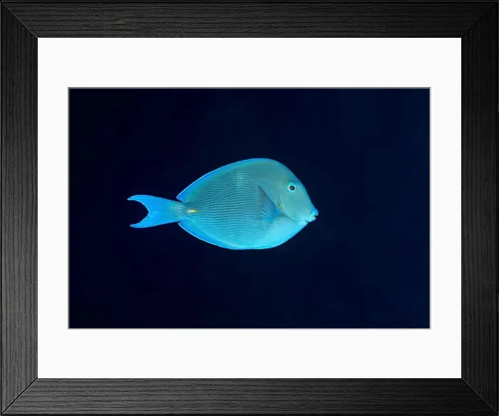 Framed Print : A tranquil Acanthurus coeruleus, also known as the Blue Tang, glides through the deep blue sea off the coast of Bonaire Framed Print : A tranquil Acanthurus coeruleus, also known as the Blue Tang, glides through the deep blue sea off the coast of Bonaire