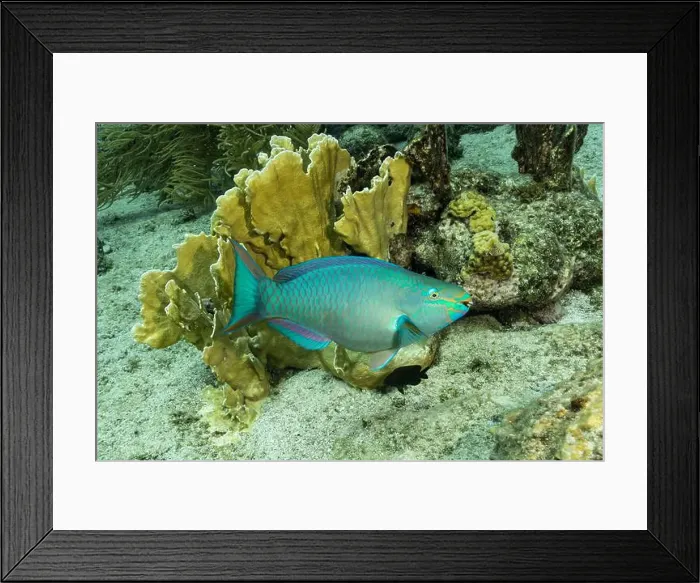 Framed Print : A vibrant Scarus vetula, commonly known as the Queen Parrotfish Framed Print : A vibrant Scarus vetula, commonly known as the Queen Parrotfish