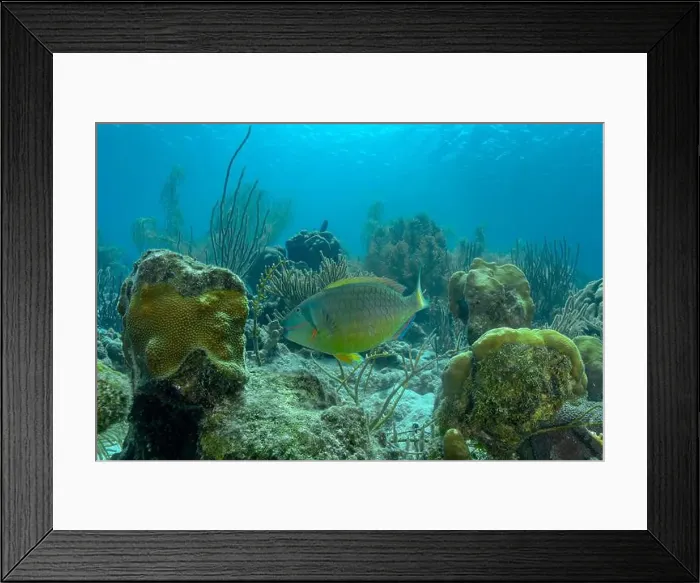 Framed Print : A Scarus vetula parrotfish swims through the vibrant underwater landscape of Bonaire's coral reefs Framed Print : A Scarus vetula parrotfish swims through the vibrant underwater landscape of Bonaire's coral reefs