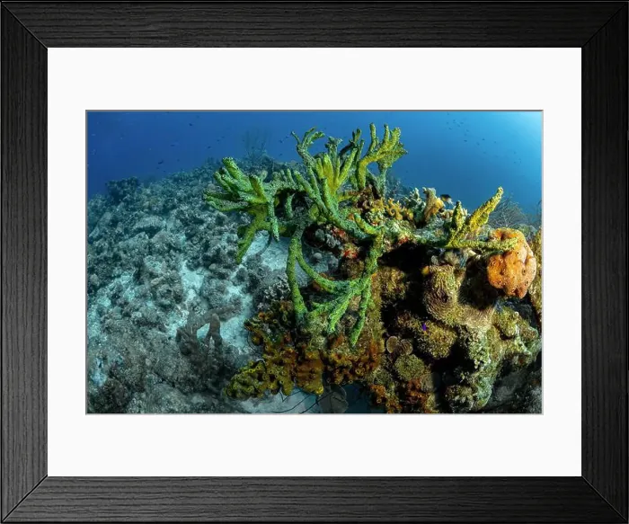 Framed Print : Vibrant underwater scene from Bonaire featuring a variety of marine species including coral formations Framed Print : Vibrant underwater scene from Bonaire featuring a variety of marine species including coral formations