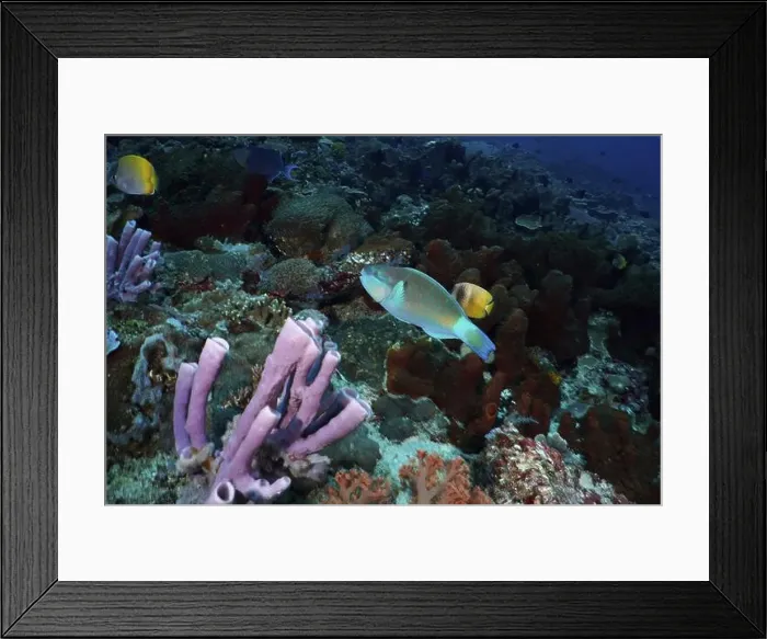Framed Print : Colourful parrotfish, ballhead parrotfish (Chlorurus sordidus) Framed Print : Colourful parrotfish, ballhead parrotfish (Chlorurus sordidus)