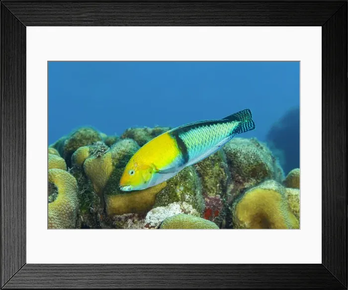 Framed Print : A colorful Yellowhead wrasse or Halichoeres garnoti swimming over coral reefs in Bonaire waters Framed Print : A colorful Yellowhead wrasse or Halichoeres garnoti swimming over coral reefs in Bonaire waters