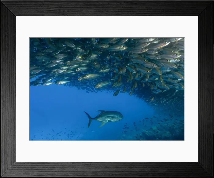 Framed Print : Majestic underwater scene off the coast of Bonaire with Caranx hippos or Crevalle Jack swimming beneath a large school Framed Print : Majestic underwater scene off the coast of Bonaire with Caranx hippos or Crevalle Jack swimming beneath a large school