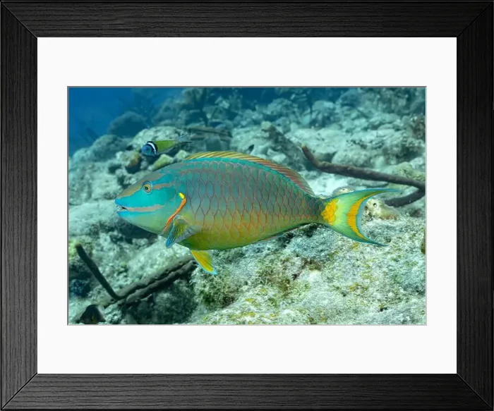 Framed Print : A vibrant Scarus vetula, or Queen Parrotfish Framed Print : A vibrant Scarus vetula, or Queen Parrotfish