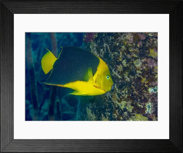 Framed Print : A vibrant Rock Beauty Angelfish or Holcanthus tricolor swimming near coral in the clear waters of Bonaire Framed Print : A vibrant Rock Beauty Angelfish or Holcanthus tricolor swimming near coral in the clear waters of Bonaire