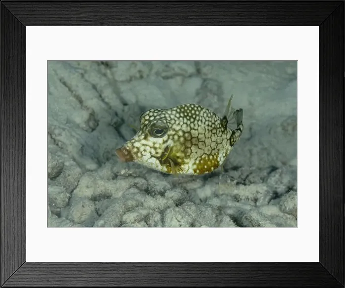 Framed Print : A close-up image featuring a honeycomb cowfish or Acanthostracion polygonius gliding over the sandy sea bottom off Framed Print : A close-up image featuring a honeycomb cowfish or Acanthostracion polygonius gliding over the sandy sea bottom off