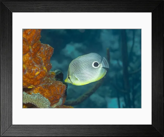 Framed Print : An underwater image of a Foureye Butterflyfish or Chaetodon capistratus Framed Print : An underwater image of a Foureye Butterflyfish or Chaetodon capistratus