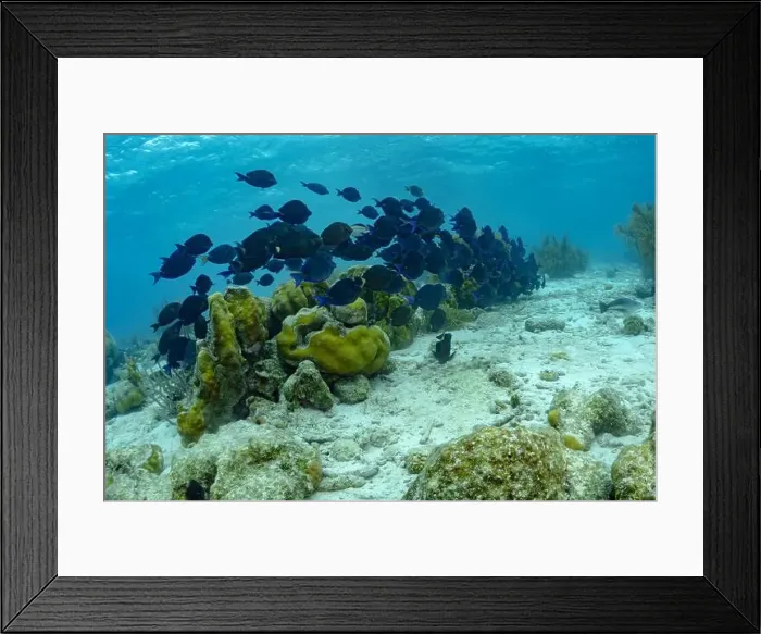 Framed Print : A large group of Acanthurus chirurgus Framed Print : A large group of Acanthurus chirurgus
