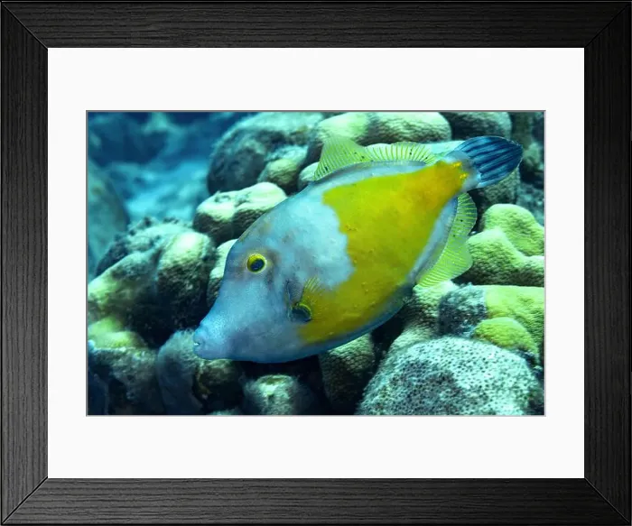 Framed Print : A vibrant Cantherhines macrocerus swims elegantly against a textured coral reef backdrop in the underwater paradise of Framed Print : A vibrant Cantherhines macrocerus swims elegantly against a textured coral reef backdrop in the underwater paradise of