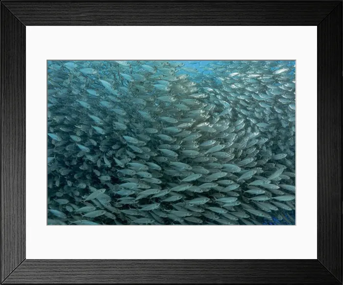 Framed Print : A dense school of Trachurus murphyi fish swarms over vivid coral reefs in Bonaire Framed Print : A dense school of Trachurus murphyi fish swarms over vivid coral reefs in Bonaire