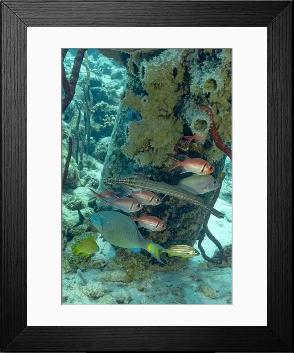 Framed Print : Underwater scene capturing a school of vibrant Haemulon flavolineatum with a solitary Sparisoma viride off the coast of Framed Print : Underwater scene capturing a school of vibrant Haemulon flavolineatum with a solitary Sparisoma viride off the coast of