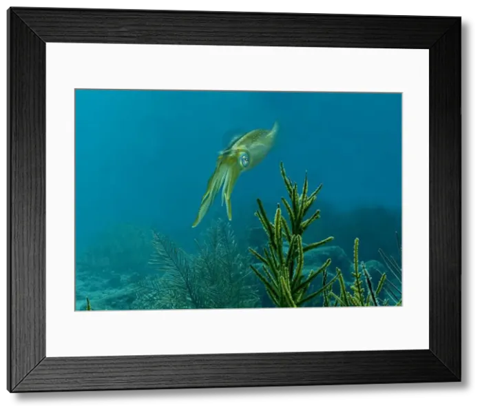 Framed Print : A Sepioteuthis sepioidea glides through the water among vibrant underwater plant life off the coast of Bonaire Framed Print : A Sepioteuthis sepioidea glides through the water among vibrant underwater plant life off the coast of Bonaire