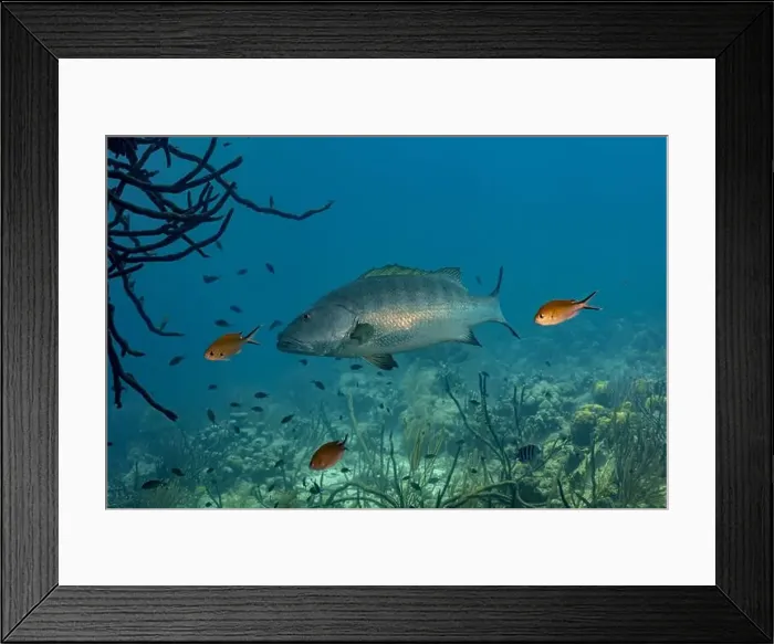 Framed Print : A Lutjanus jocu or dog snapper swims prominently among various smaller reef fish in the clear Framed Print : A Lutjanus jocu or dog snapper swims prominently among various smaller reef fish in the clear