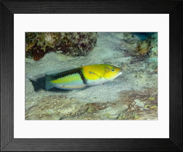 Framed Print : A colorful Yellowhead wrasse or Halichoeres garnoti swimming over coral reefs in Bonaire waters Framed Print : A colorful Yellowhead wrasse or Halichoeres garnoti swimming over coral reefs in Bonaire waters