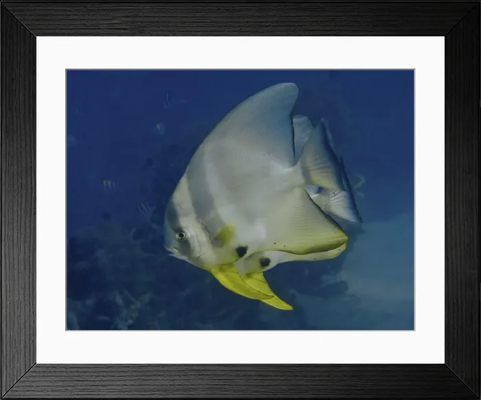Framed Print : Large batfish with yellow fins Framed Print : Large batfish with yellow fins