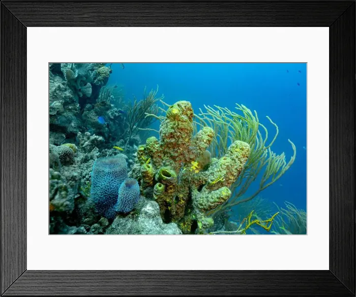 Framed Print : Vibrant underwater scene of Bonaire's coral reef with diverse marine life including a notable blue chromis Framed Print : Vibrant underwater scene of Bonaire's coral reef with diverse marine life including a notable blue chromis