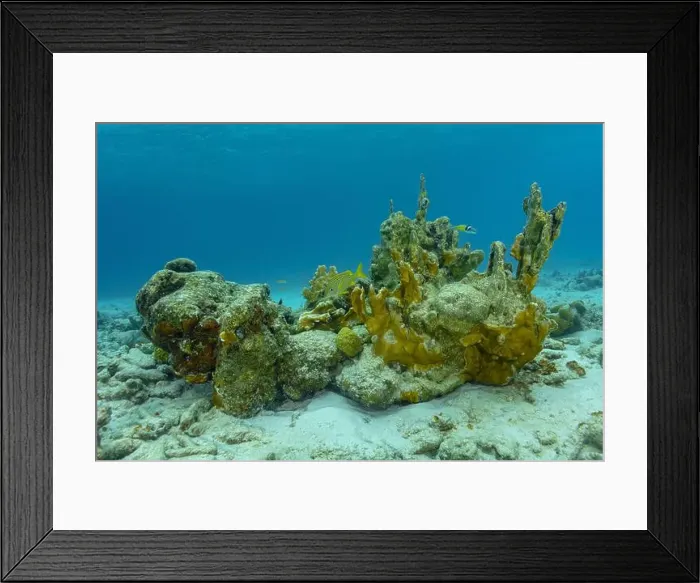 Framed Print : A vivid underwater view of a coral reef with Acanthurus chirurgus in its natural habitat off the coast of Bonaire Framed Print : A vivid underwater view of a coral reef with Acanthurus chirurgus in its natural habitat off the coast of Bonaire