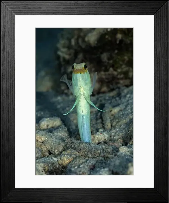 Framed Print : Striking image of an Opistognathus aurifrons Framed Print : Striking image of an Opistognathus aurifrons