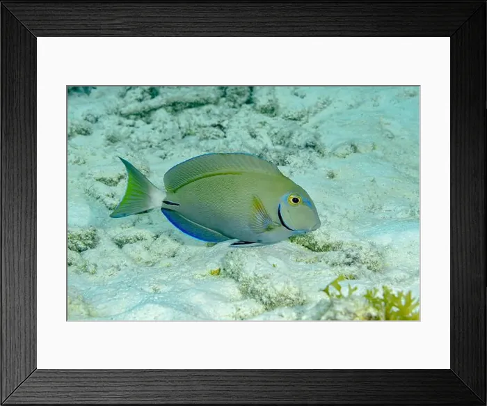 Framed Print : A vibrant Ocean surgeonfish or Acanthurus bahianus swims above a sandy seabed surrounded by marine flora in the clear Framed Print : A vibrant Ocean surgeonfish or Acanthurus bahianus swims above a sandy seabed surrounded by marine flora in the clear
