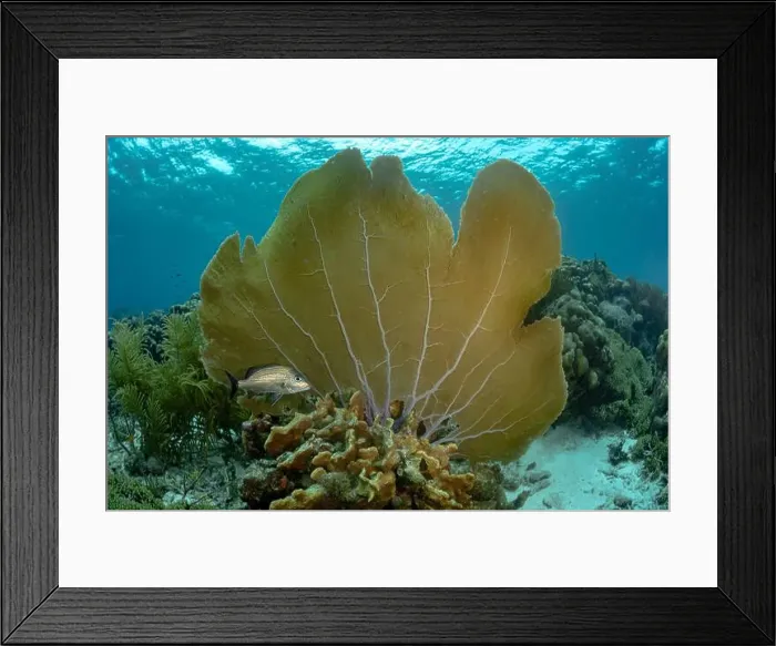 Framed Print : Haemulon flavolineatum, also known as the French grunt fish Framed Print : Haemulon flavolineatum, also known as the French grunt fish