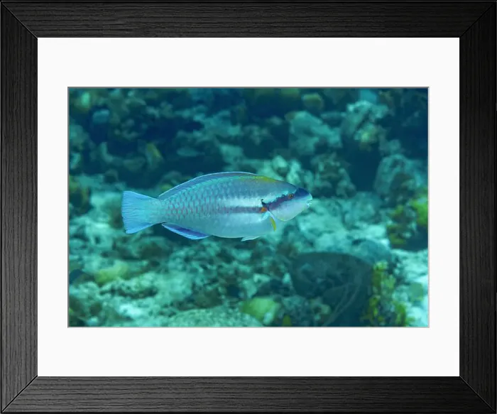 Framed Print : A colorful Scarus iseri, commonly known as the striped parrotfish Framed Print : A colorful Scarus iseri, commonly known as the striped parrotfish