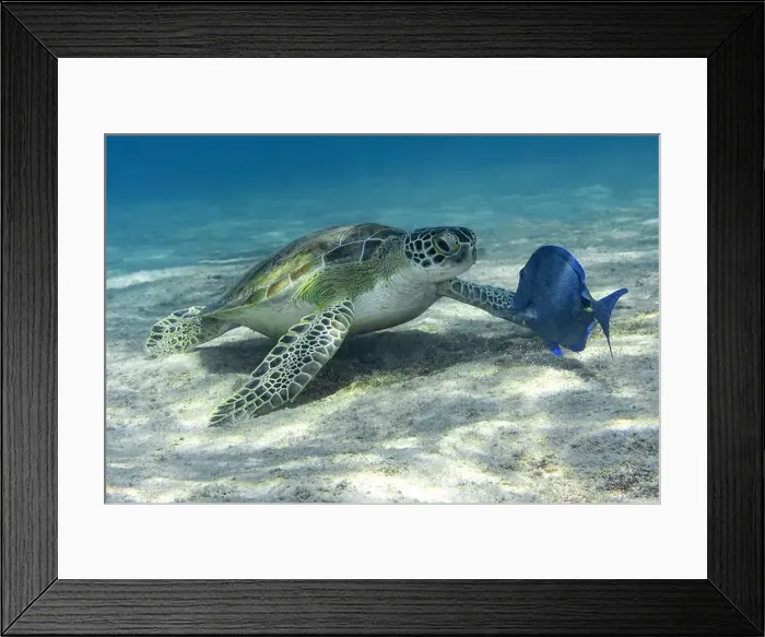 Framed Print : An underwater snapshot of a magnificent Chelonia mydas or Green sea turtle interacting with a vibrant Acanthurus Framed Print : An underwater snapshot of a magnificent Chelonia mydas or Green sea turtle interacting with a vibrant Acanthurus