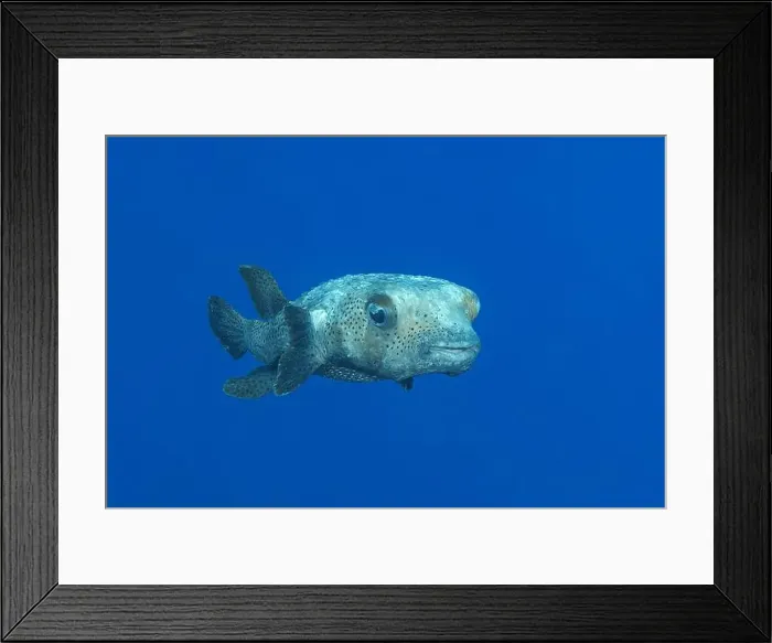 Framed Print : A lone Diodon hystrix swimming in the clear blue waters of Bonaire Framed Print : A lone Diodon hystrix swimming in the clear blue waters of Bonaire