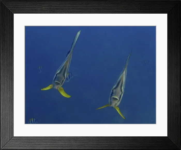 Framed Print : Two batfish with yellow fins, longfin batfish (Platax teira) Framed Print : Two batfish with yellow fins, longfin batfish (Platax teira)