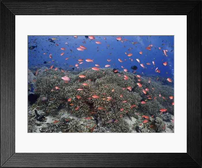 Framed Print : Coral reef with many small orange-coloured fish Framed Print : Coral reef with many small orange-coloured fish